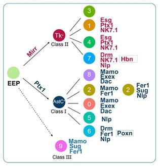 说明: C:\Users\xi\Desktop\EE subtype TF code.jpg